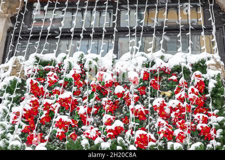 Der Balkon war zu Weihnachten mit wunderschönen roten, verschneiten Blumen geschmückt Stockfoto