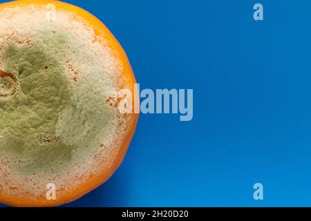 Verfaulte Orangen auf isoliertem blauem Hintergrund. Stockfoto