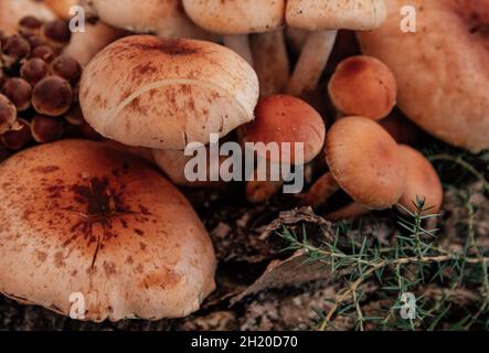 Nahaufnahme einer Gruppe von Pilzen, die auf einem Baumstumpf wachsen. Stockfoto