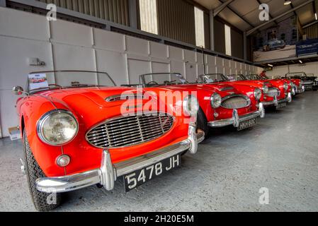 Red Austin Healey 3000-Modelle im Showroom von Rawles Motorsport, Upper Froyle, Hampshire, Großbritannien Stockfoto