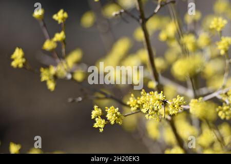 Blüten der Kornelkirsche, in Österreich auch Dirndlstrauch genannt - die Blütezeit dieses Strauchs liegt im März/April, in der Regel noch vor de Stockfoto