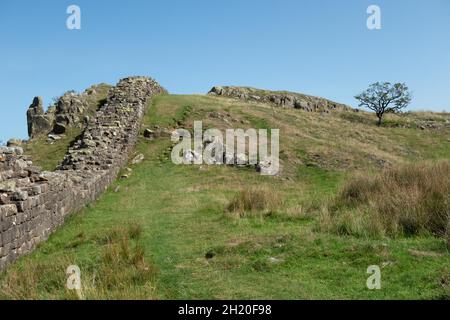 Hadrians Wall im Northumberland National Park England. Der Hadrian’s Wall Path ist ein 84 Meilen (135 km) langer Nationalpfad Stockfoto