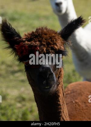 Nahaufnahme eines Kopfes eines braunen Alpaka Stockfoto