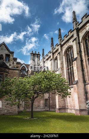 Newton Apple Tree am Trinity College, etwas außerhalb von Newtons altem Cambridge England Stockfoto