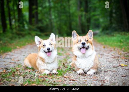 2 Welsh Corgi Pembroke Hunde im Wald Stockfoto