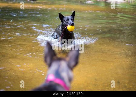 Holländische Schäferhunde spielen im Wasser Stockfoto