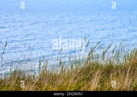 Trockenes Gras, Schilf, im Wind wehende Stängel, horizontales, verschwommenes Meer auf dem Hintergrund. Herbstgras wächst auf einem Hügel über dem Ostseestrand. Natur, Sommer, Stockfoto