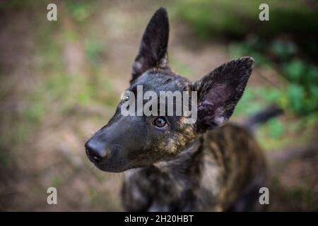 Holländischer Schäferhund Welpe Stockfoto