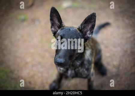 Holländischer Schäferhund Welpe Stockfoto