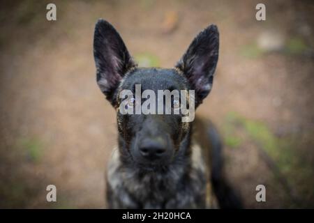 Holländischer Schäferhund Welpe Stockfoto