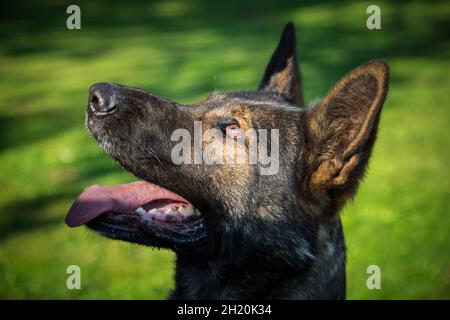 Deutscher Schäferhund (Elsass) Stockfoto
