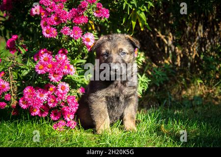 Deutscher Schäferhund (elsässischer) Welpe Stockfoto