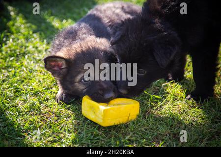 Deutscher Schäferhund (elsässische) Welpen spielen Stockfoto