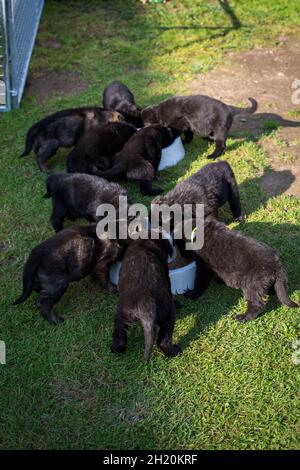 Deutscher Schäferhund (elsässische) Welpen Stockfoto