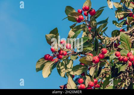 Ein paar reife Weißdorne in Nahaufnahme im Garten mit Blendung. Reife schöne rote Weißdornbeeren Stockfoto