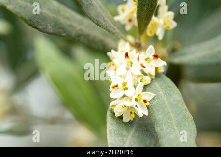 Makrofoto von Olivenbäumen, die im Frühjahr blühen. Stockfoto