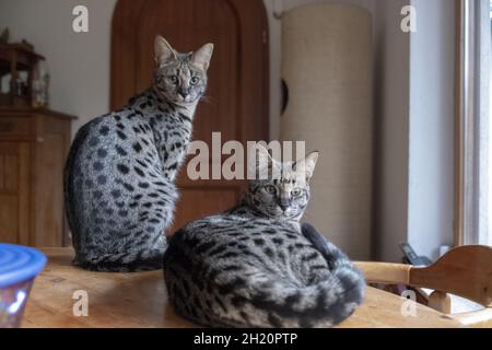 Wunderschöne Aufnahme eines Bukys Savanne Kätzchen drinnen während des Tages Stockfoto