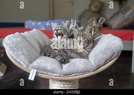 Wunderschöne Aufnahme eines Bukys Savanne Kätzchen drinnen während des Tages Stockfoto