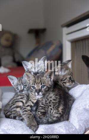 Wunderschöne Aufnahme eines Bukys Savanne Kätzchen drinnen während des Tages Stockfoto