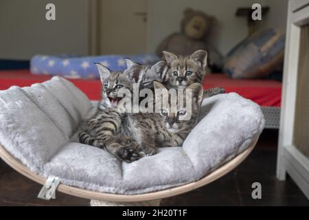 Wunderschöne Aufnahme eines Bukys Savanne Kätzchen drinnen während des Tages Stockfoto