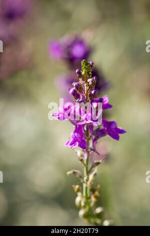 Linaria purpurea, Purple Toadflax closeup im Herbst in Großbritannien Stockfoto