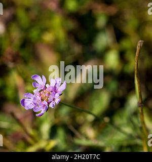 Scabiosa columbaria, kleine Scabious Wildflower, Dorset, England, UK Stockfoto