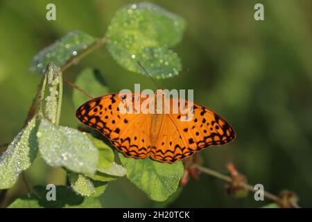 Gemeinsame Leopard Schmetterling Stock Foto Stockfoto