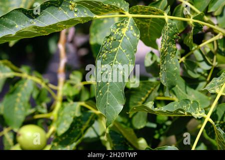 Walnussblätter sind mit gelben Punkten bedeckt. Seuchenschädling auf Walnussblättern. Blätter auf dem Baum aus der Nähe. Eriophyes tristriatus nal oder nussige Gallenmilbe. Stockfoto