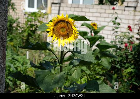 Große gelbe Sonnenblume im Garten in der Nähe des Hauses im Dorf. Eine Sonnenblume mit Samen und gelben Blütenblättern im Sommer an einem hellen sonnigen Tag. Stockfoto