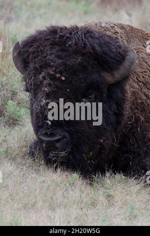 Amerikanischer Bison Bison bison, Bull Stockfoto