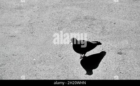 Schwarz-Weiß-Foto von einer Taube oder Taube und ihren Schatten auf dem Betonboden in istanbul Stockfoto