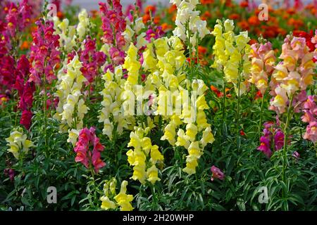 Farbenfrohe Snapdragons (Antirrhinum majus) im Sommer blüht das Blumenbeet hell. Wachsen von Snapdragon Blumen im Garten an einem sonnigen Tag. Springtim Stockfoto