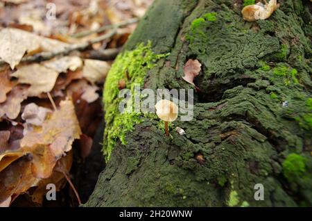 Pilze, die in der Herbstsaison aus einem Baumstamm wachsen, der mit grünem Moos bedeckt ist. Pilze auf dem Baumstumpf mit Moos herum. Europäische Waldnatur. Stockfoto