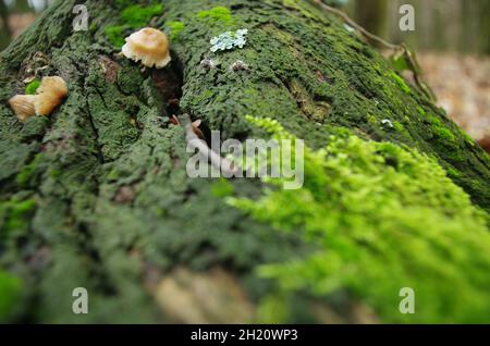 Pilze, die in der Herbstsaison aus einem Baumstamm wachsen, der mit grünem Moos bedeckt ist. Pilze auf dem Baumstumpf mit Moos herum. Europäische Waldnatur. Stockfoto
