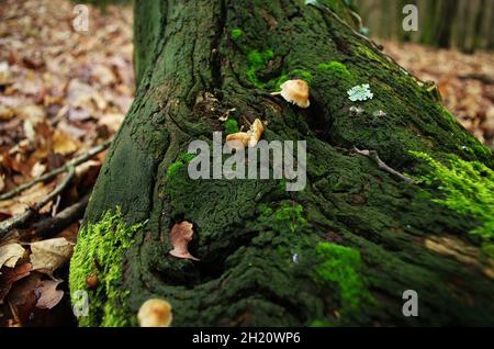 Pilze, die in der Herbstsaison aus einem Baumstamm wachsen, der mit grünem Moos bedeckt ist. Pilze auf dem Baumstumpf mit Moos herum. Europäische Waldnatur. Stockfoto