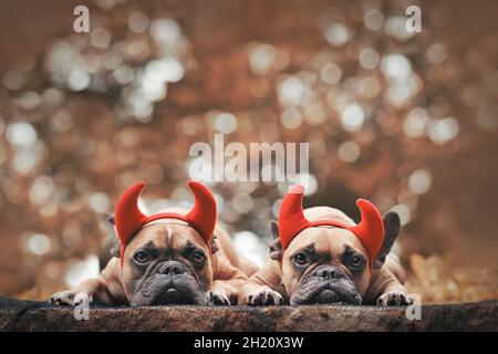 Ein Paar Halloween französische Bulldogge Hunde tragen rote Teufelshörner Kostüm Stirnbänder mit Kopieplatz Stockfoto