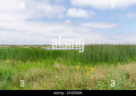 Brazoria National Wildlife Refuge ist ein Feuchtgebiet in Südtexas. Stockfoto