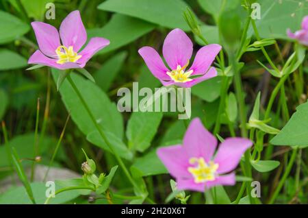 Der rosa Texas-Stern blüht auf einer Wiese. Stockfoto