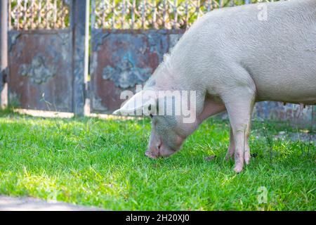 Großes Schwein, das Gras am Zaun frisst Stockfoto