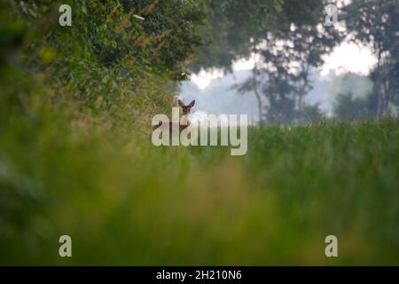 Blick vom Boden auf einen Hirsch am Waldrand mit dem Hirsch, der mit einem schönen Bokeh-Hintergrund in die Kamera blickt Stockfoto