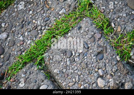 Nahaufnahme von freiliegenden Betonpflastersteinen in den mit Gras bewachsenen Lücken Stockfoto