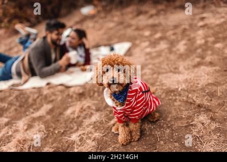 Aprikosenpudel auf dem Boden sitzend. Im Hintergrund ein Paar auf einer Decke liegend. Herbstzeit. Stockfoto