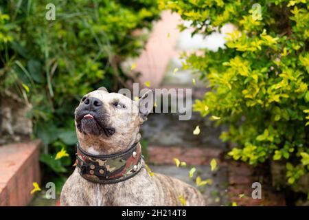 Zarte Hündin, die ihre Ohren mit einem zarten Look beugte. Isoliert auf Naturhintergrund. Stockfoto