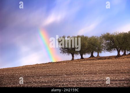 Zwischen Apulien und Basilikata: Olivenbäume auf geernteten Feldern mit Regenbogen, Italien. Stockfoto