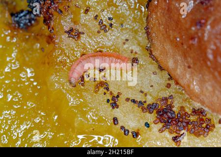 Larve der Pflaumenfrucht-Motte - Grapholita (manchmal Cydia) funebrana in Pflaumenfritte. Es handelt sich um eine Motte der Familie Tortricidae, eine wichtige Plage von Pflaumen. Stockfoto