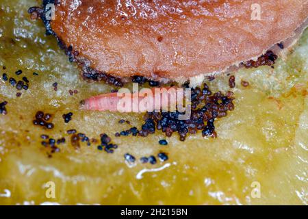 Larve der Pflaumenfrucht-Motte - Grapholita (manchmal Cydia) funebrana in Pflaumenfritte. Es handelt sich um eine Motte der Familie Tortricidae, eine wichtige Plage von Pflaumen. Stockfoto