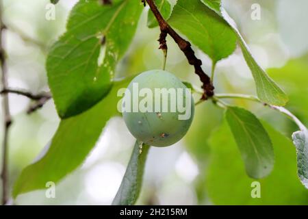 Beschädigte Frucht durch Pflaumenfrucht Motte - Grapholita (manchmal Cydia) funebrana in Pflaumenfrikadelle. Es ist eine Motte der Familie Tortricidae. Stockfoto