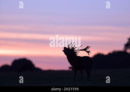 Der Rothirsch ist eine der größten Hirscharten. Ein männlicher Rothirsch wird Hirsch oder hirsch genannt, und ein Weibchen wird Hinterbeine genannt. Stockfoto