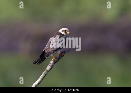 Der Rotfußfalke, früher der westliche Rotfußfalke, ist ein Greifvogel. Stockfoto