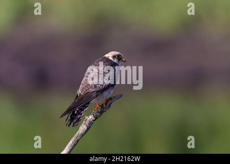 Der Rotfußfalke, früher der westliche Rotfußfalke, ist ein Greifvogel. Stockfoto